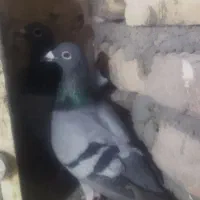 کفتر