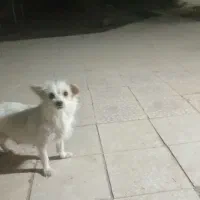 یک قلاده سگ و چهار توله  دو ماه|سگ|آران و بیدگل, |دیوار