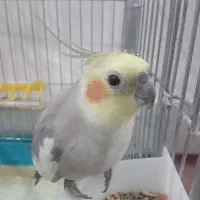 عروس هلندی