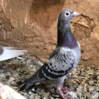 ۳ عدد کبوتر پلنگ گم شده