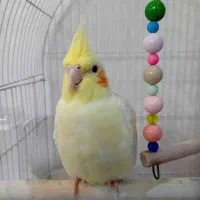 جوجه عروس هلندی و عروس هلندی جفت|پرنده|کرج, حصارک بالا|دیوار