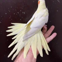 عروس هلندی ماده لوتینو زعفرونی بالغ چشم سبز آلبینو|پرنده|تهران, شکوفه (عبدل آباد)|دیوار