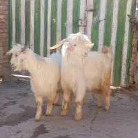 بزغاله نر بدون هیچ مریضی