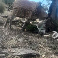 الاغ نر