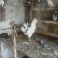 خروس گلین