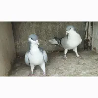 بدرنگ نرماده درشت