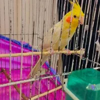 عروس هلندی رام مرغ عشق  معاوضه|پرنده|کرمان, |دیوار