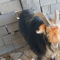 1راس بهده تخمی بر دوم|حیوانات مزرعه|اندیکا, |دیوار