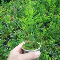 نشا لاوسون(سروطلایی)|گل و گیاه طبیعی|کلاچای, |دیوار