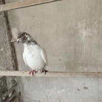 کبوتر|پرنده|ری, شهید غیوری (ابن باویه)|دیوار