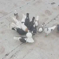 کبوتر مخصوص پرش وجفت گاه