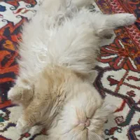 گربه ماده گارفیلد جهت جفتگیری نیاز دارم