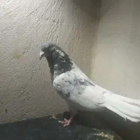 کبوتر پلاکی|پرنده|سراوان, |دیوار