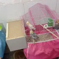 عروس هلندی باتخم