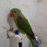 طوطی