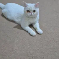 گمشده|گربه|پاکدشت, پاکدشت (مامازند)|دیوار