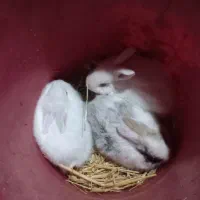 بچه خرگوش|موش و خرگوش|آزادشهر, |دیوار