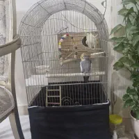 عروس هلندی|پرنده|فردیس, فردیس|دیوار