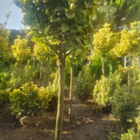 خرزهره ،میخک،مینیاتوری،شمشادطلایی،کاج|خدمات باغبانی و درختکاری|چابکسر, |دیوار