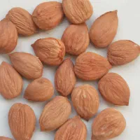 مغز‌پر‌چرب‌وخوشمزه‌ومقوی‌خوانسار|خوردنی و آشامیدنی|خوانسار, |دیوار