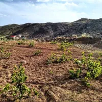 زمین-باغ-دیم-انگور-منطقه-ابشار-بلاش-سبزوار