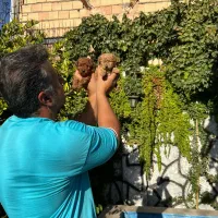 تاینی پودل توی پودل اصیل شجره دار|سگ|پاکدشت, پاکدشت (مامازند)|دیوار