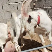 شاه نربز اصیل سانن