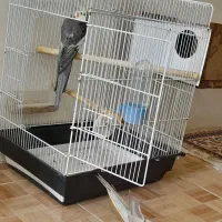 فروش دوجفت عروس هلندی|پرنده|بروجن, |دیوار