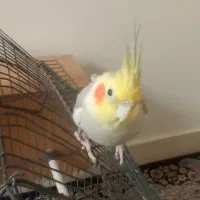 یک جفت عروس هلندی