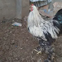 خروس برهما محلی گلین خروس محلی خروس سیاه