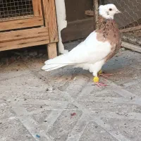 کبوتر رنگی اصیل قزوین