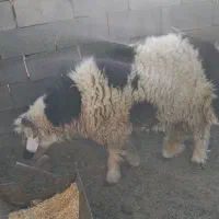 بره قوچی|حیوانات مزرعه|رامشه, |دیوار