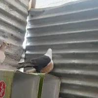 کلاغ بشرط تخم جوجه