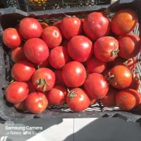 میوه و تره بار بیدخوری (شریف آباد )