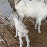 بزغاله سانن ماده|حیوانات مزرعه|سیمین شهر, |دیوار