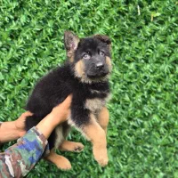 توله ژرمن شولاین مو کلاسیک