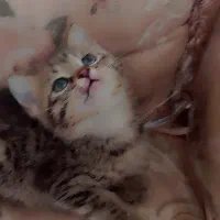 گربه گوگولی