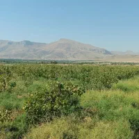 باغ پسته|خدمات باغبانی و درختکاری|انزل, |دیوار