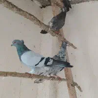 کبوتر تزیینی و زینتی فروش و معاوضه|پرنده|رشت, حومه رشت|دیوار