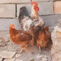 مرغ و خروس محلی