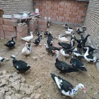 فروش اردک اسرائیلی|حیوانات مزرعه|بندر ترکمن, |دیوار
