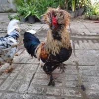 خروس امپراطور کاکلی وپاپر وریشو