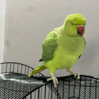 ملنگو نر سر حال