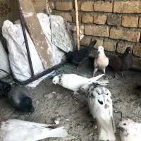 ۱۴کفتر ۱۶۰۰|پرنده|کاشان, پشت شهربانی|دیوار