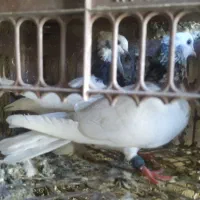 کبوتر طوق الماسی،سینه ای،سبز دم سفید|پرنده|دوگنبدان, |دیوار