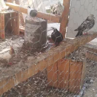 کفتر|پرنده|بندرعباس, |دیوار