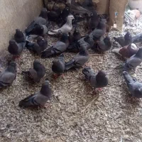 تعدادی سبزبازیکن کلایی|پرنده|بم, |دیوار