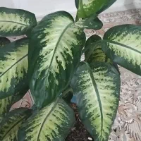 گل های زیبا|گل و گیاه طبیعی|سنقر, |دیوار