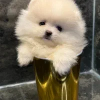 پامر،پامرانین خرسی سفید رنگ ۶۸ روزه|سگ|تهران, آسمان|دیوار