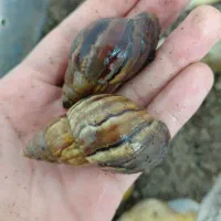 حلزون آلبینو